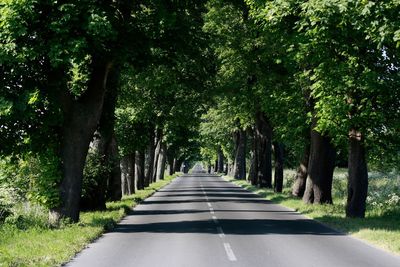 Empty road along trees