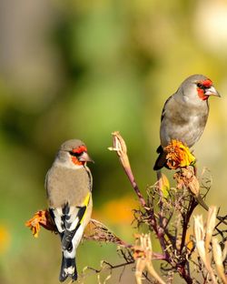 Two birds perching on a branch