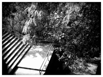 Low angle view of trees against sky
