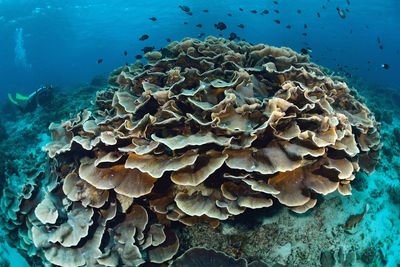 Close-up of jellyfish in sea