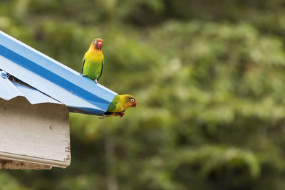 Close-up of bird perching on birdhouse