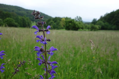 Close-up of purple flowering plants on land