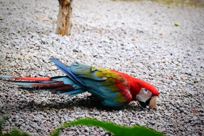 pet