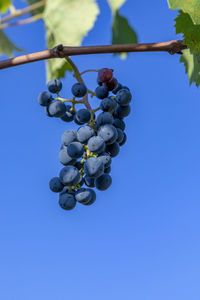 Low angle view of tree against clear blue sky