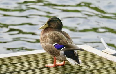 Close-up of duck on lake