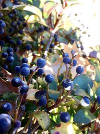 Close-up of plant against black background