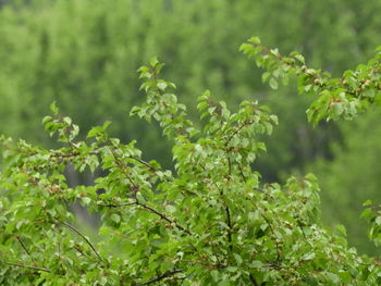 Close-up of fresh green leaves on field