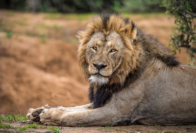 Close-up of a male lion in kruger national park south africa 
