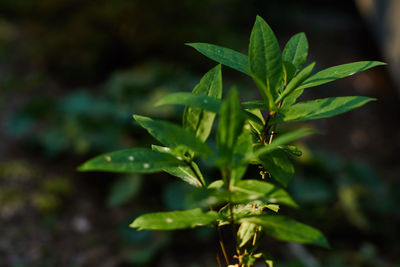 Close-up of plant