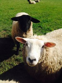 High angle view of sheep on grassy field