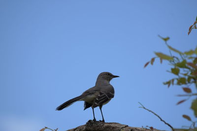 Low angle view of bird perching on tree against clear blue sky