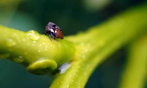 Close-up of insect on plant