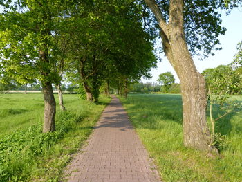 Footpath amidst trees on field
