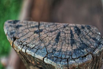 Close-up of tree stump in forest