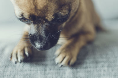 Close-up portrait of a dog resting at home