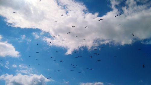 Low angle view of birds flying against sky