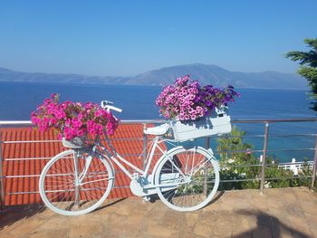 Pink flowering plants by sea against sky