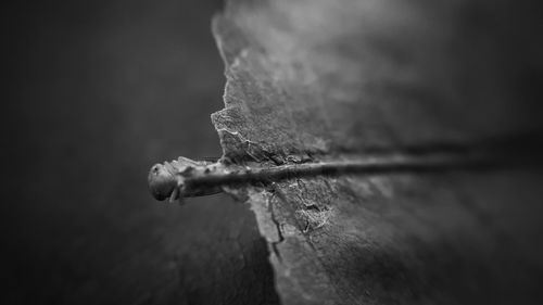 Close-up of water drops on rusty metal