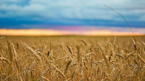 Scenic view of field against cloudy sky