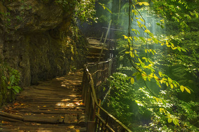 Footpath amidst trees in forest