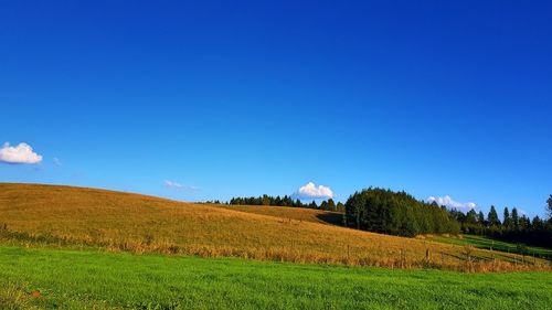 Scenic view of agricultural field against blue sky