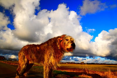 View of a dog looking away