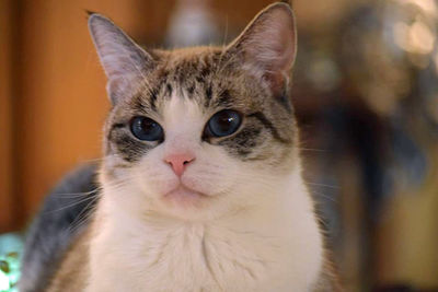 Close-up portrait of cat