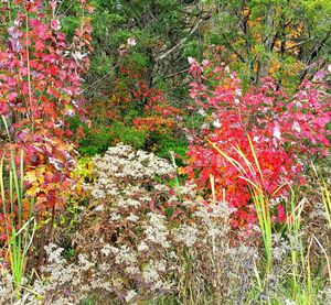 Plants growing on field