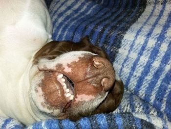 Close-up of dog sleeping