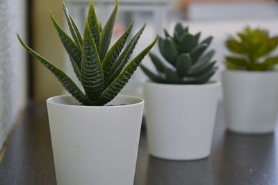 Close-up of potted plant