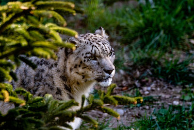 View of a cat looking away