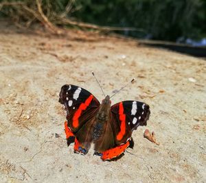 Butterfly on flower