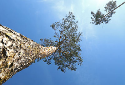 Low angle view of trees against blue sky