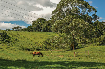 View of grassy fields with a horse grazing near the town of joanopolis. brazil