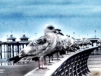 Close-up of seagull perching against sky