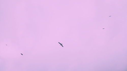 Low angle view of eagle flying against clear sky