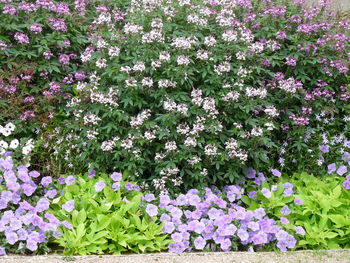 Purple flowers blooming in spring