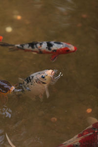 High angle view of koi carps swimming in pond