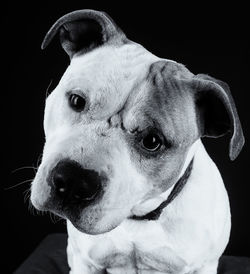 Close-up portrait of dog