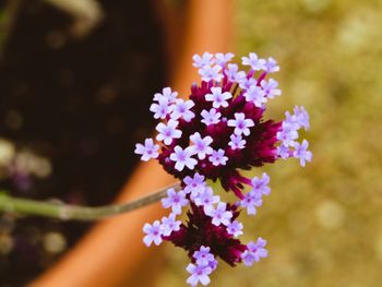 Close-up of purple flowers