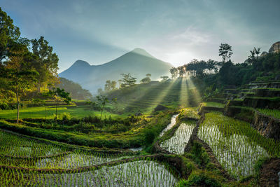 Scenic view of agricultural field against sky