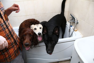 High angle portrait of dog in bathroom
