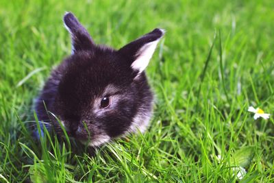 Close-up of a rabbit on field