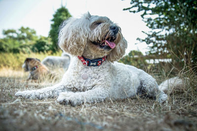 Dog looking away on field