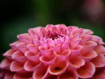 Close-up of pink dahlia flower