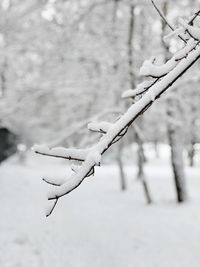 Close-up of frozen plant on snow covered tree