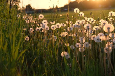Close-up of flowering plants on field