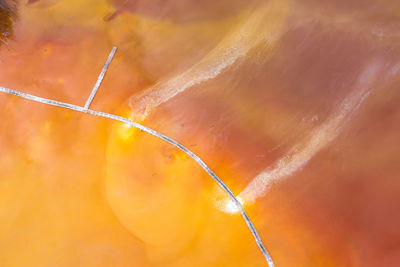 Close-up of wet orange leaf