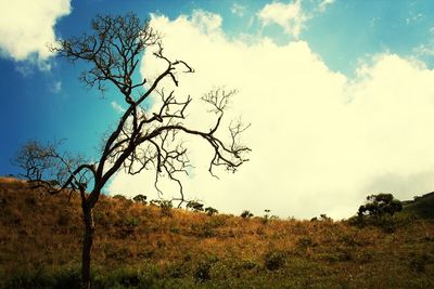 Bare trees on field