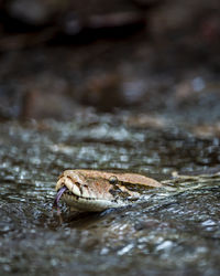 Close-up of lizard on rock